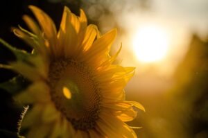 Read more about the article Tirage 3 choix : Votre mois de juin 2024 ☀️