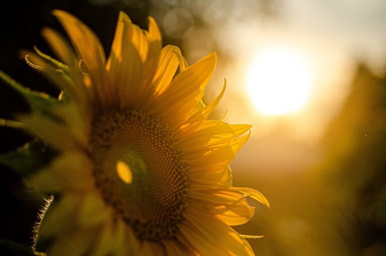 Read more about the article Tirage 3 choix : Votre mois de juin 2024 ☀️