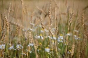 Read more about the article Tirage : Vos énergies du mois d’août 2024 ☀️